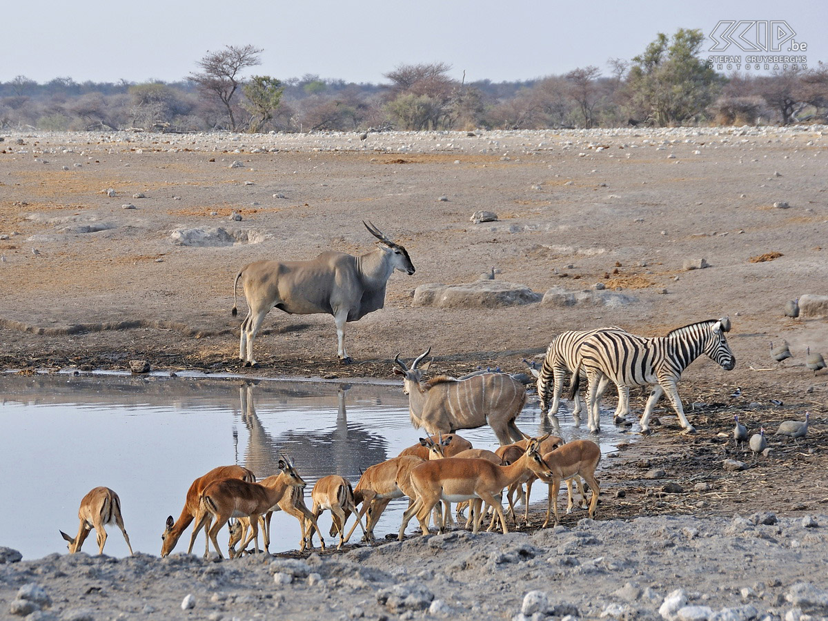 Etosha - Chudop - Eland At the Chudop waterhole a lot of springboks, impalas, zebras, giraffes, kudus, ... come to have a drink in the early morning. There is also an eland, one of the largest antelopes. Stefan Cruysberghs